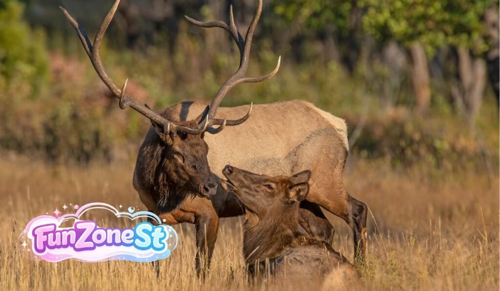 What Exactly Is an Elk