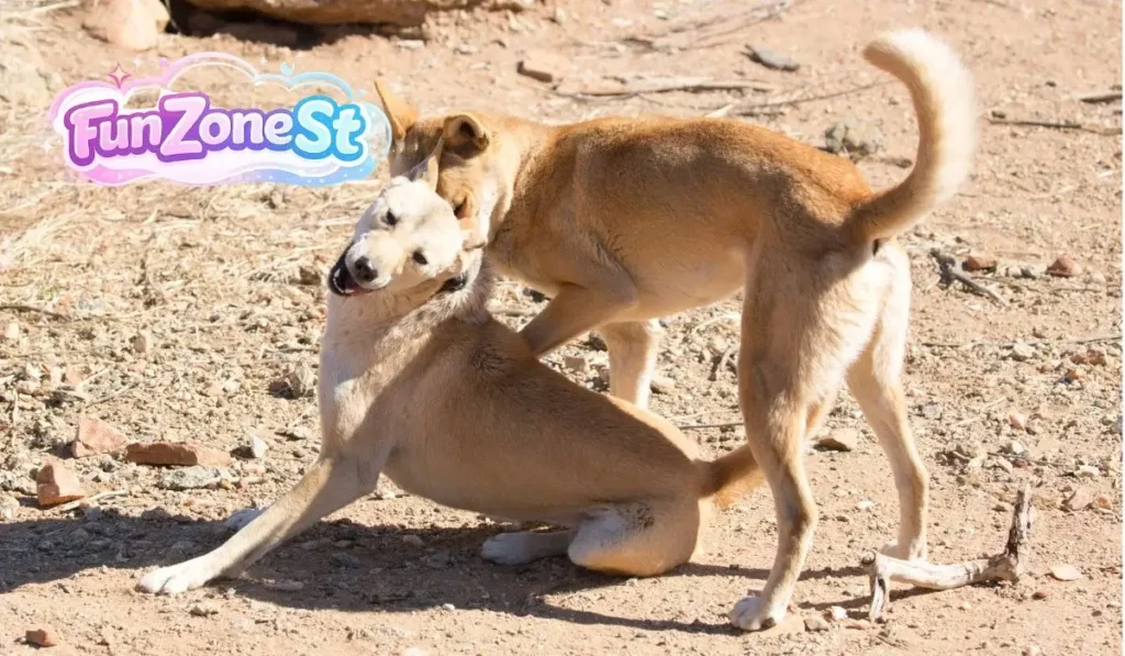 dingo fun facts
