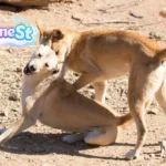 dingo fun facts