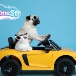Dog Fun Toys