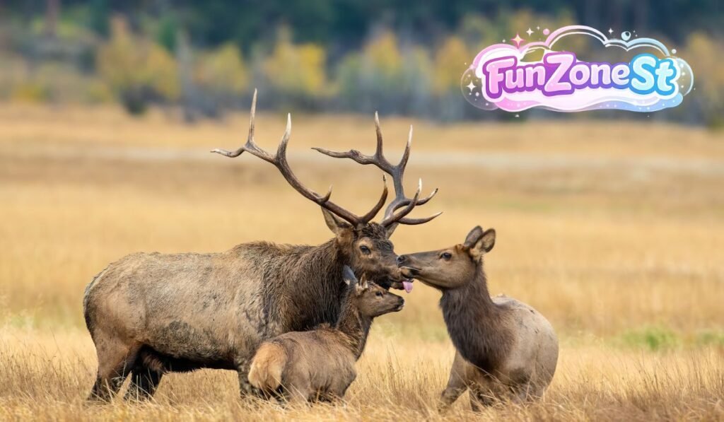 elk fun facts