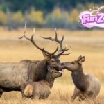 elk fun facts