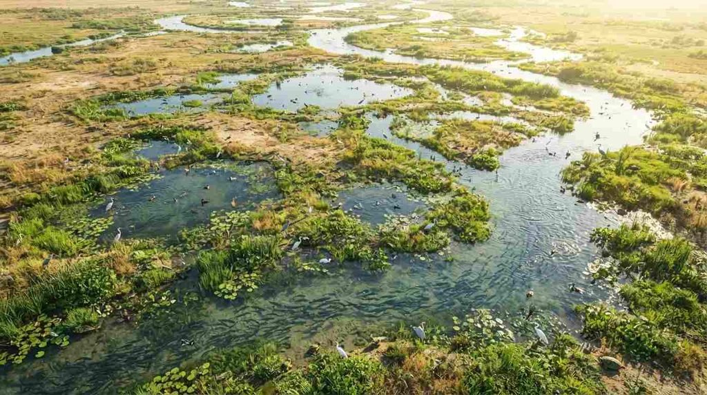 The Surprising Environmental Benefits of Rising Waters